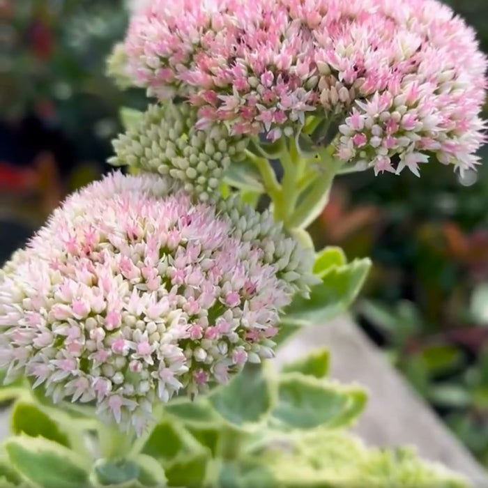Sedum 'Frosted Fire'  - Frosted Fire Stonecrop - Shipped
