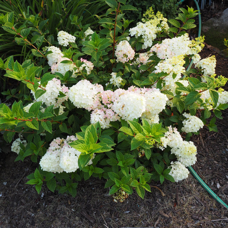 First Editions® Strawberry Sundae® Hydrangea - Shipped