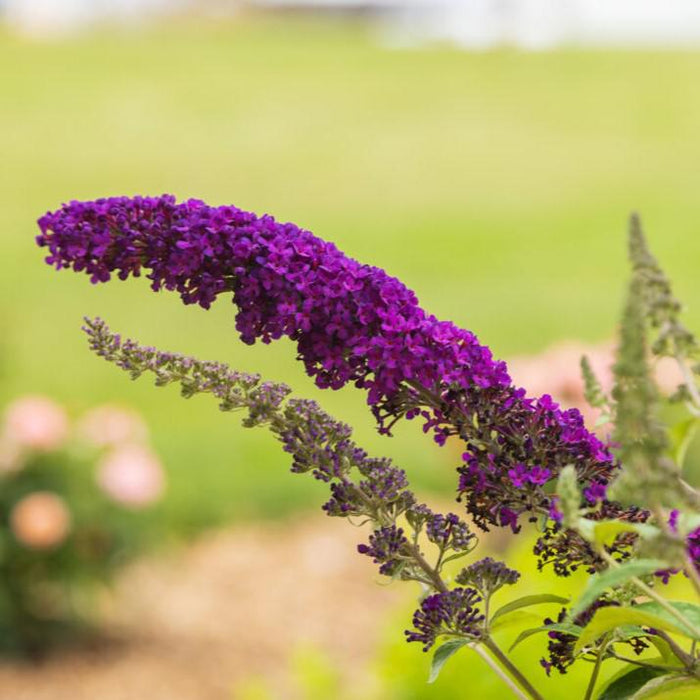 Buddleia davidii 'PIIBD-I' PP26,305  - First Editions® Groovy Grape™ Butterfly Bush - Shipped