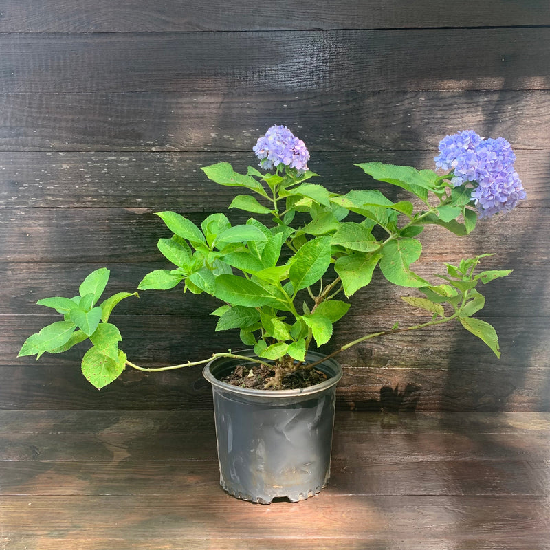 Nikko Blue Hydrangea - Shipped