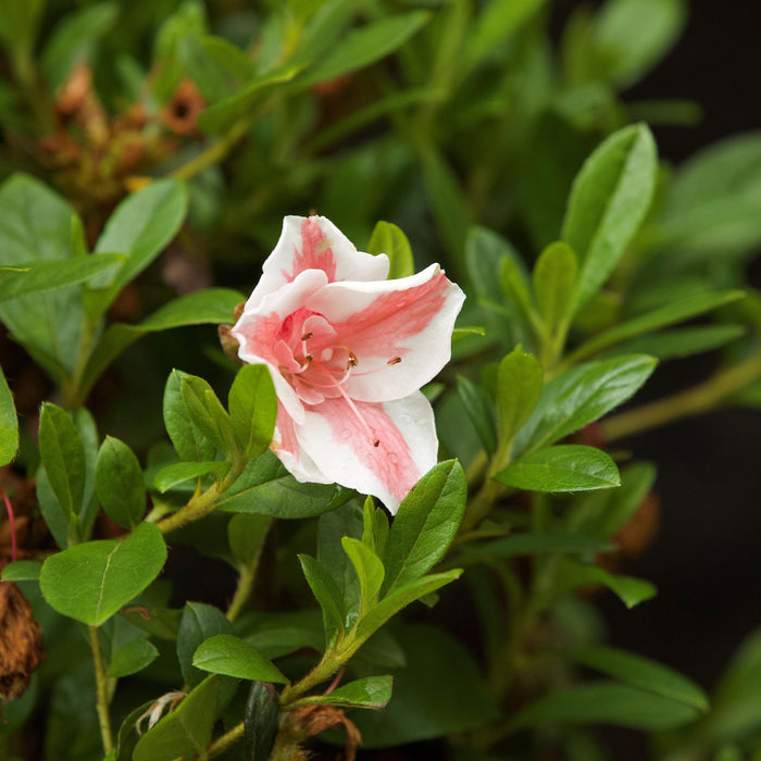 Rhododendron ‘Robleze’  - Encore® Autumn Starburst™ Azalea - Shipped