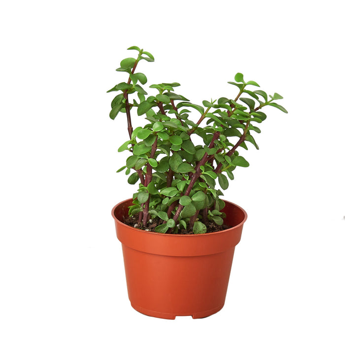 portulacaria afra common name Succulent 'Elephant Bush'