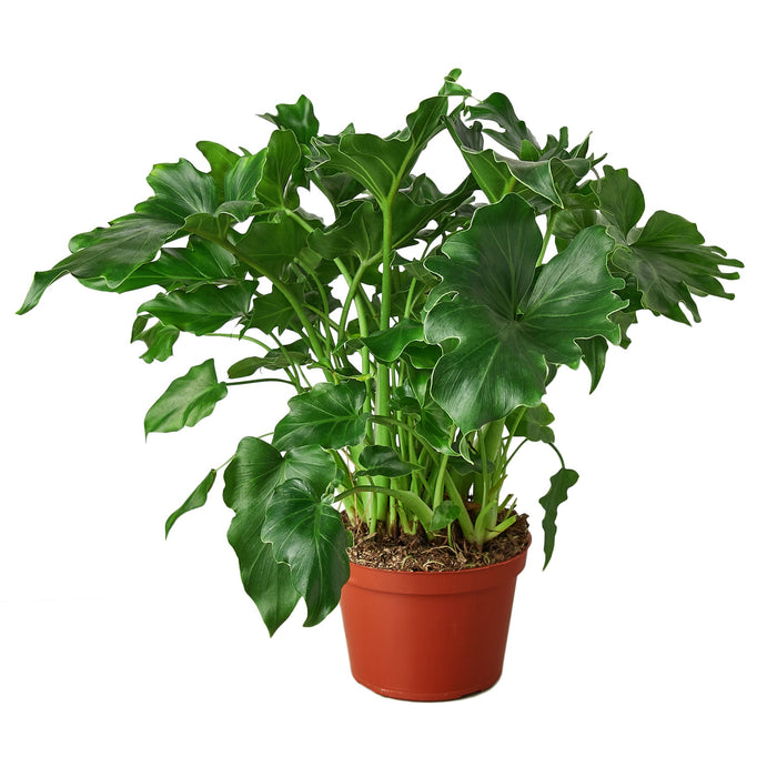 philodendron with serrated leaves The Snobby Leaf | Philodendron ‘Little Hope' - 6 inch Pot