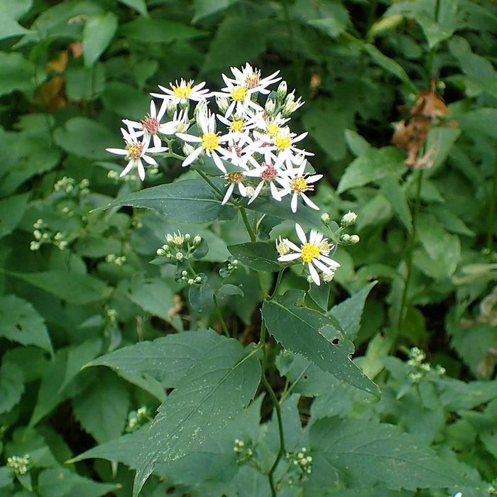 Aster divaricatus  - White Wood Aster - Shipped