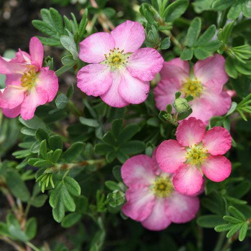 Potentilla fruticosa 'SMNPPS'  - PW® Happy Face Hearts® Potentilla - Shipped