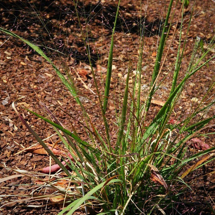 Eragrostis spectabilis  - Purple Lovegrass - Shipped