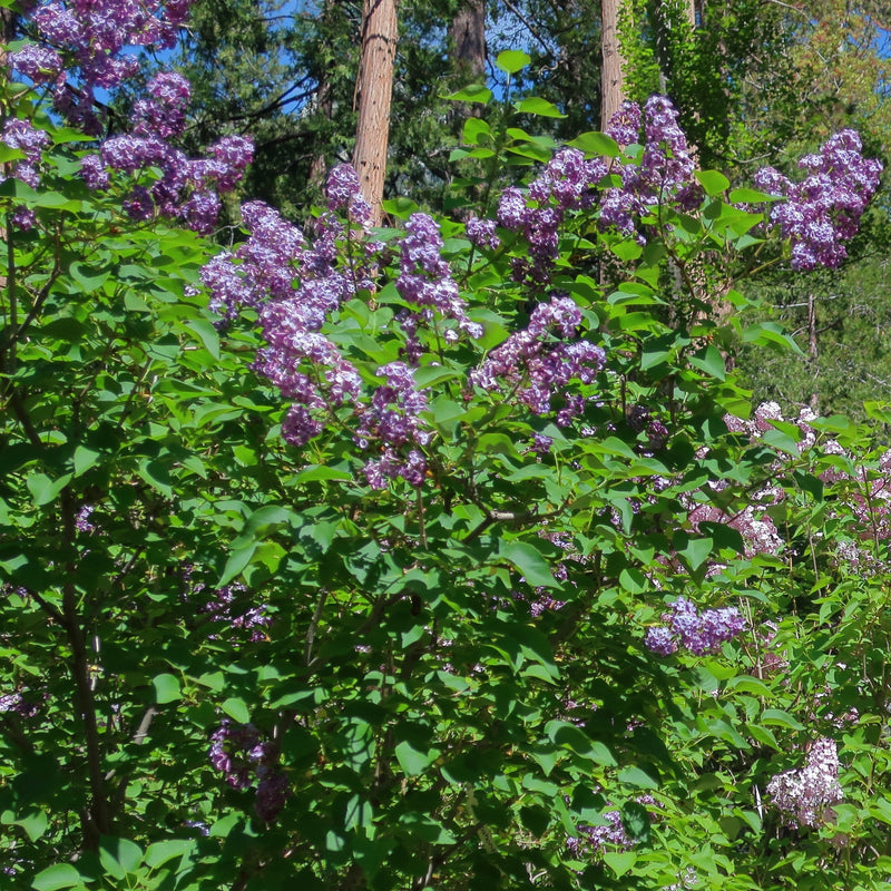 Pocahontas Lilac - Shipped