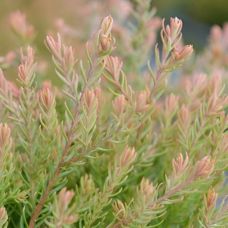 Fire Chief™ Globe Arborvitae - Shipped