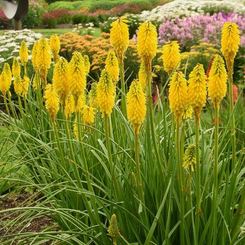Kniphofia 'Solar Flare'  - PW® Pyromania® Solar Flare Red Hot Poker - Shipped