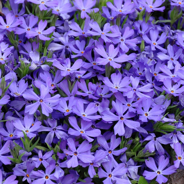 Violet Pinwheels Phlox - Shipped