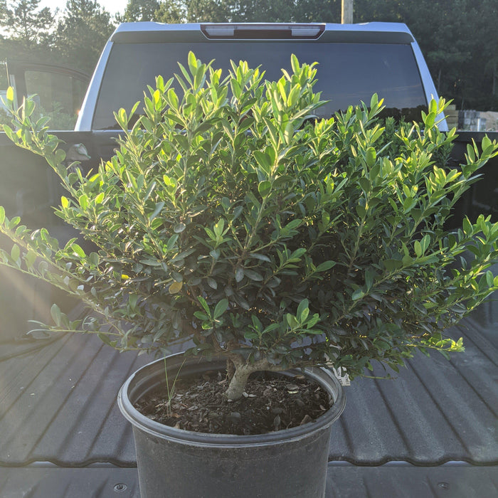 Ilex crenata 'Hoogendorn'  - Hoogendorn Holly - Shipped