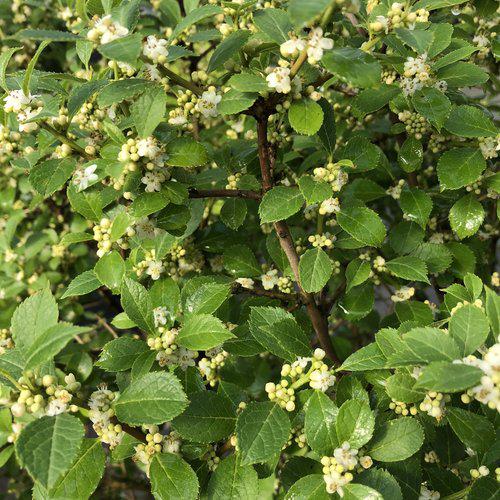 Ilex verticillata 'FarrowBPop' USPP 25,83  - Berry Poppins® Winterberry - Shipped