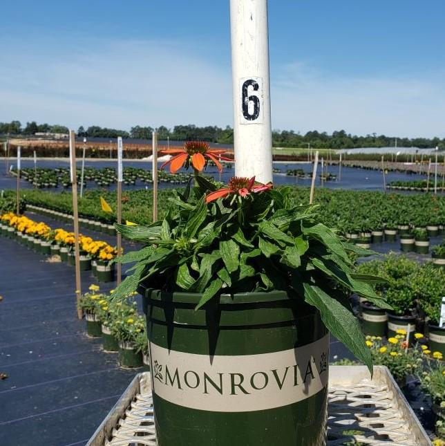 Echinacea x 'Balsomador' PP #26,639  - Sombrero® Adobe Orange Improved Coneflower - Shipped
