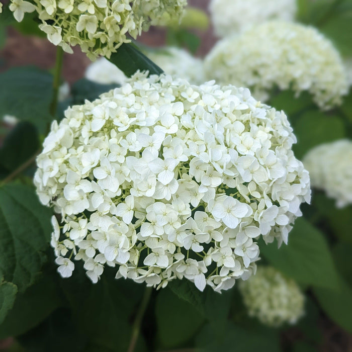 Hydrangea arborescens 'Annabelle'  - Mophead Hydrangea, Annabelle Hydrangea - Shipped