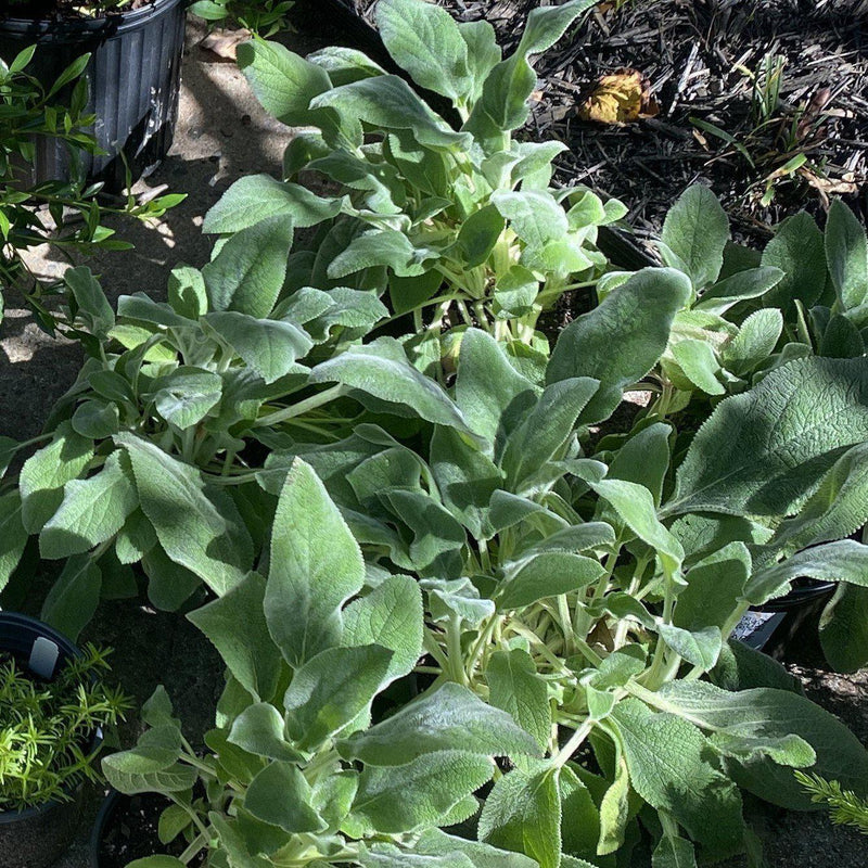 Giant Lamb's Ear - Shipped