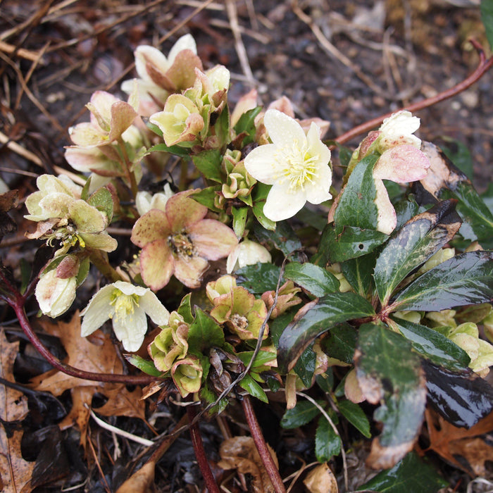 Helleborus x ericsmithii 'COSEH 730'  - HGC® Champion Lenten Rose - Shipped