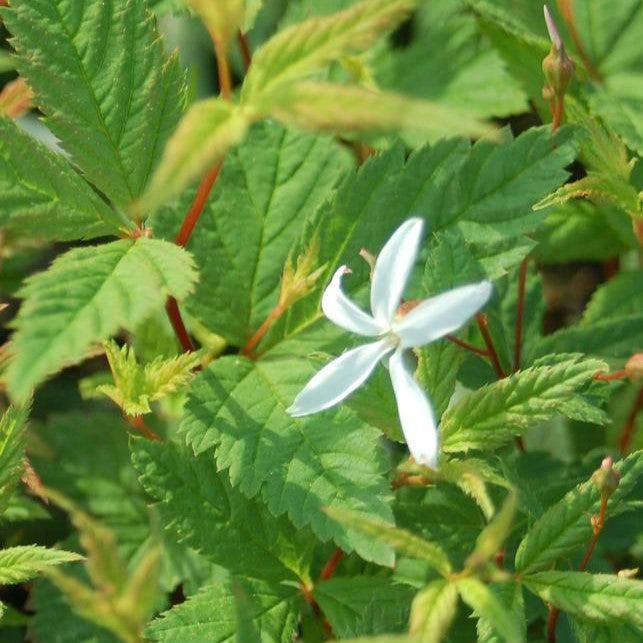 Porteranthus trifoliatus  - Bowman's Root - Shipped
