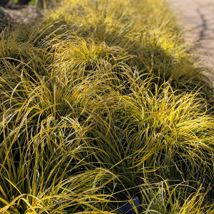 Carex oshimensis 'Everillo' PP#21,002  - EverColor® Everillo Sedge - Shipped