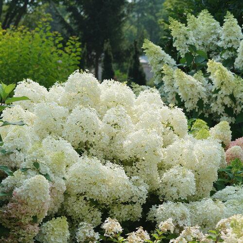 PW® Puffer Fish® Hydrangea - Shipped