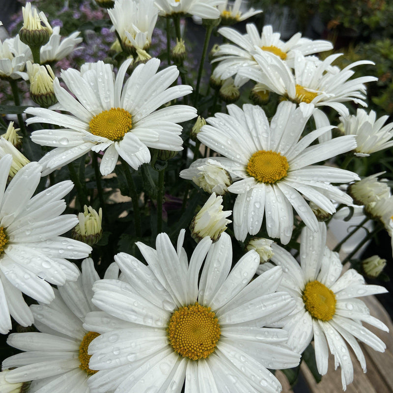 Amazing Daisies® Daisy May® Shasta Daisy - Shipped