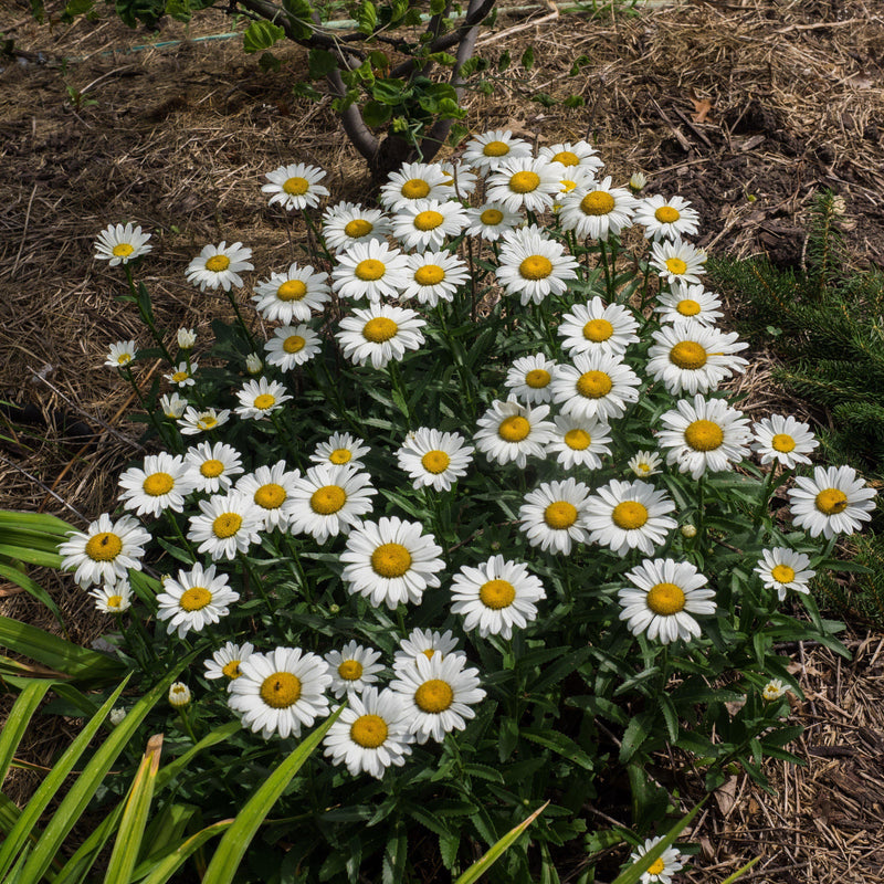 Snowcap Shasta Daisy - Shipped