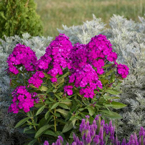 Luminary® Ultraviolet Phlox - Shipped