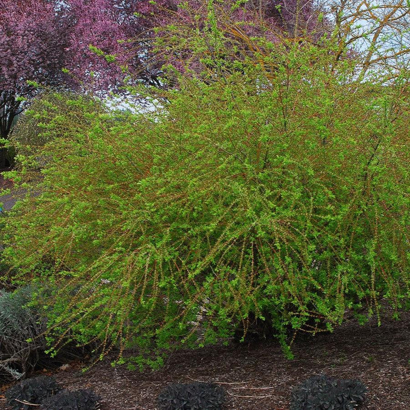 Dappled Willow - Shipped