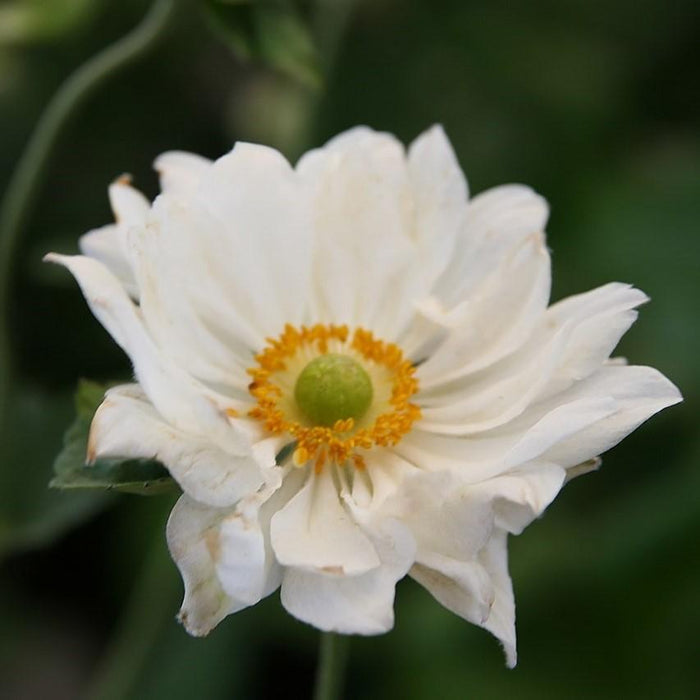 Anemone x hybrida 'Whirlwind'  - Whirlwind Anemone - Shipped