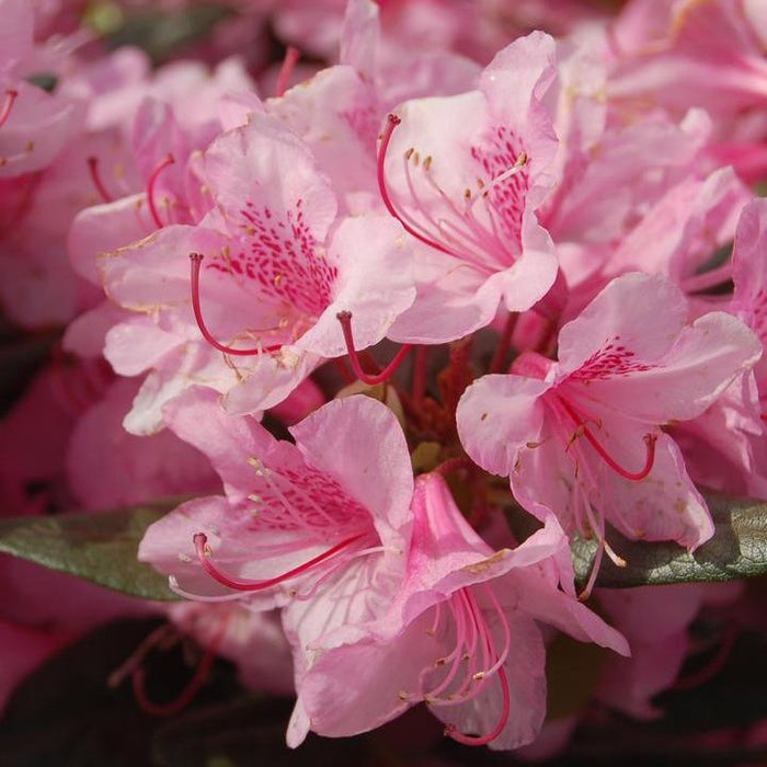 Rhododendron 'Aglo Rhododendron'  - Aglo Rhododendron - Shipped