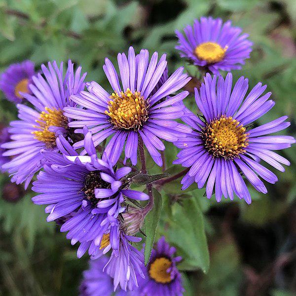 Aster novae-angliae 'Kickin Purple'  - Kickin® Purple New England Aster - Shipped