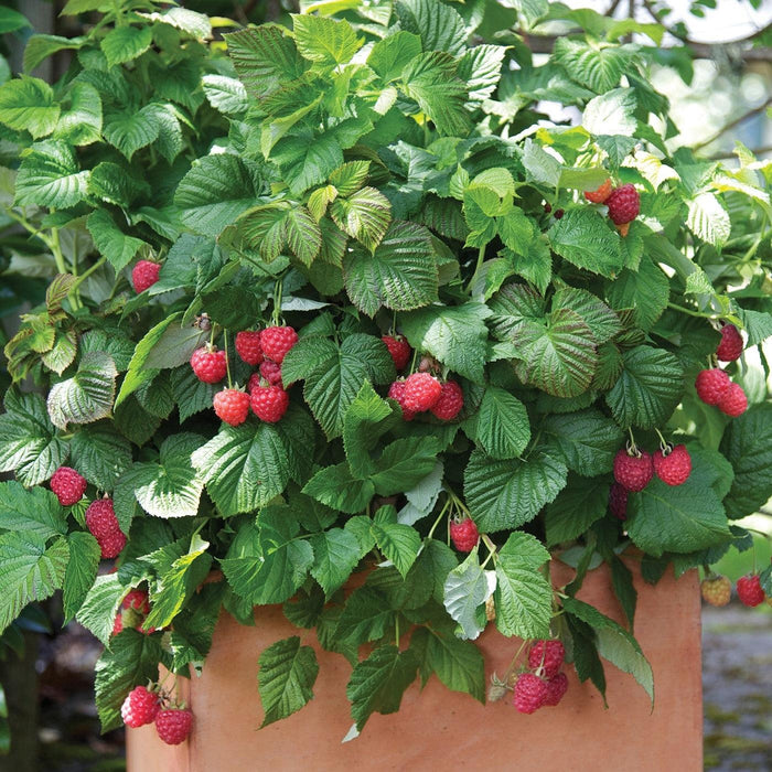 Rubus idaeus 'NR7'  - Shortcake® Raspberry - Shipped
