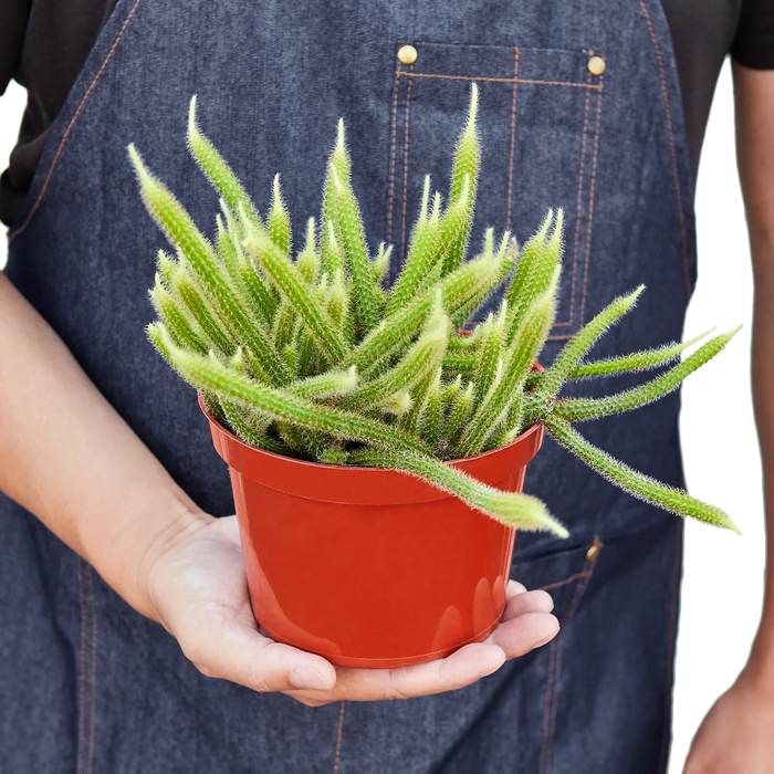 Rat Tail Cactus