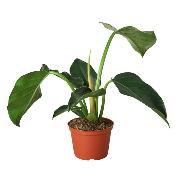 philodendron common The Snobby Leaf | Philodendron 'Congo Green' - 6 inch Pot