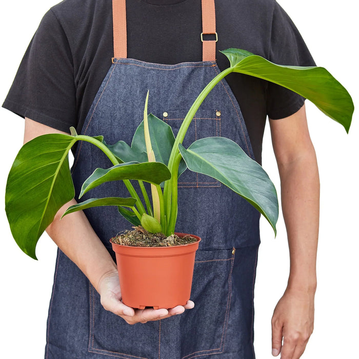 philodendron congo price The Snobby Leaf | Philodendron 'Congo Green' - 6 inch Pot