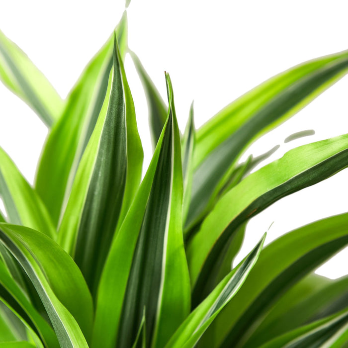 Dracaena Deremensis 'Lemon Lime'