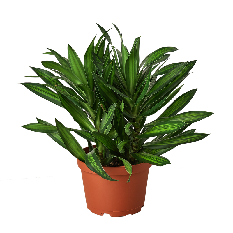 Dracaena 'Song of Jamaica'