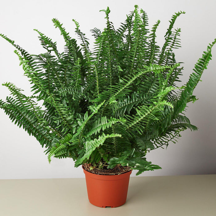 Jester's Crown Fern