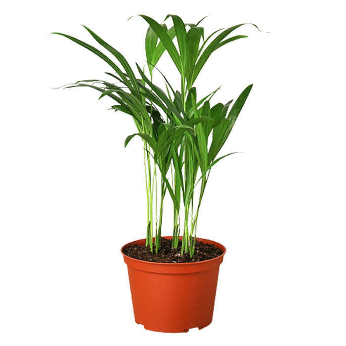 areca palm names The Snobby Leaf | Areca Palm - 4 inch Pot
