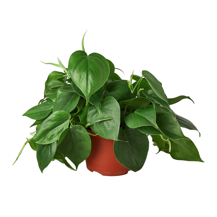 Philodendron Cordatum Heartleaf