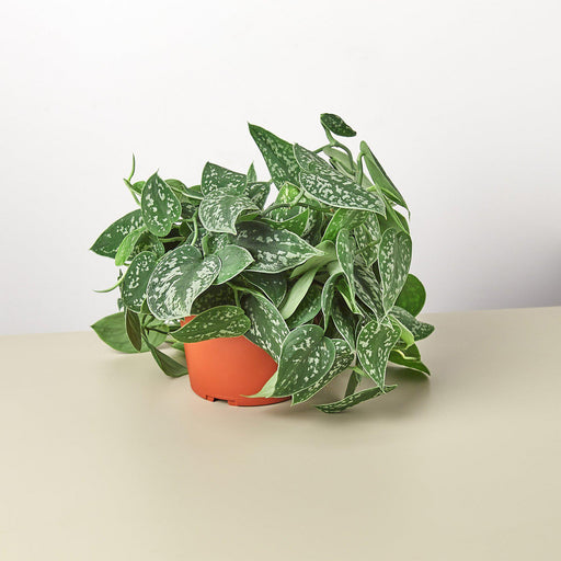 Pothos 'Satin' - House Plant Shop