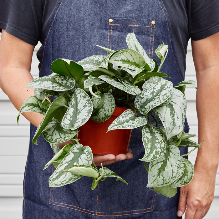 glitter goddess pothos The Snobby Leaf | Pothos 'Silver Splash' - 6 inch Pot