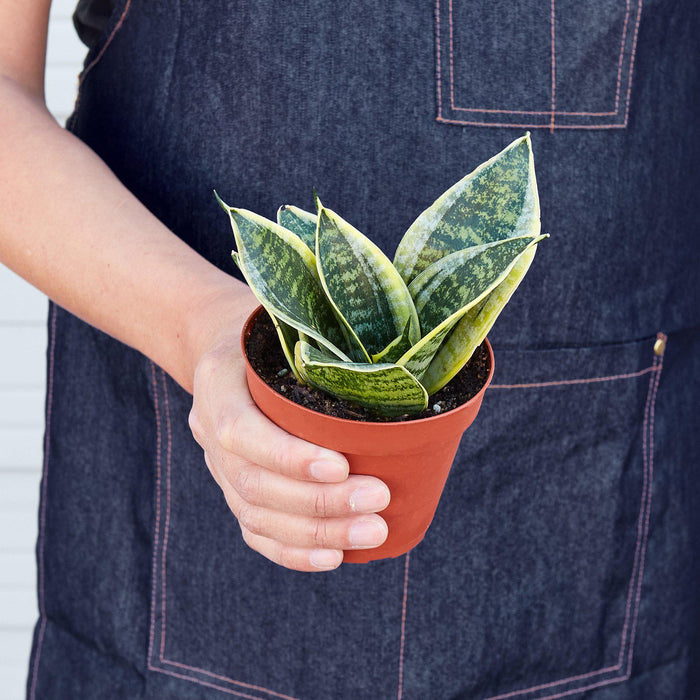 Snake Plant Laurentii Dwarf