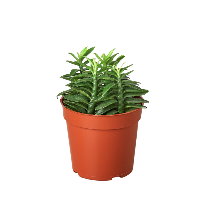 devil succulent Devil's Backbone Euphorbia — The Gardeners' Choice