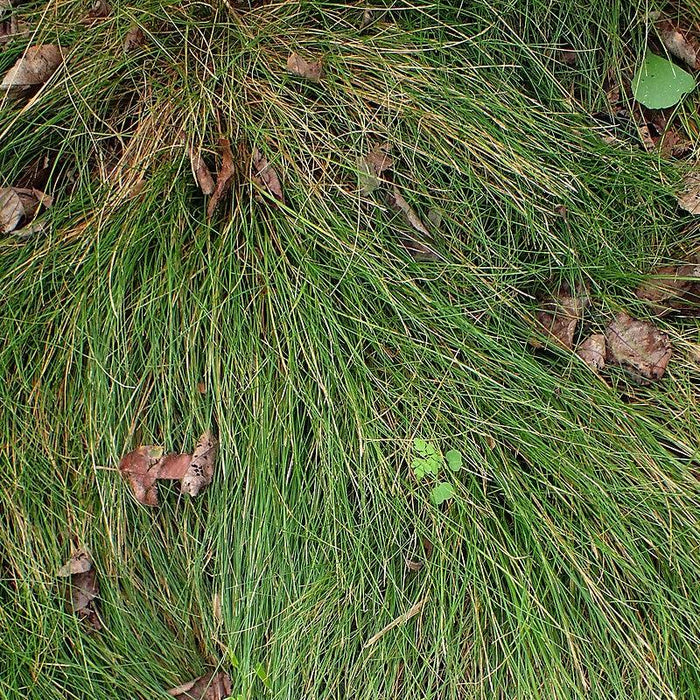 Carex eburnea  - Bristle-leafed Sedge - Shipped