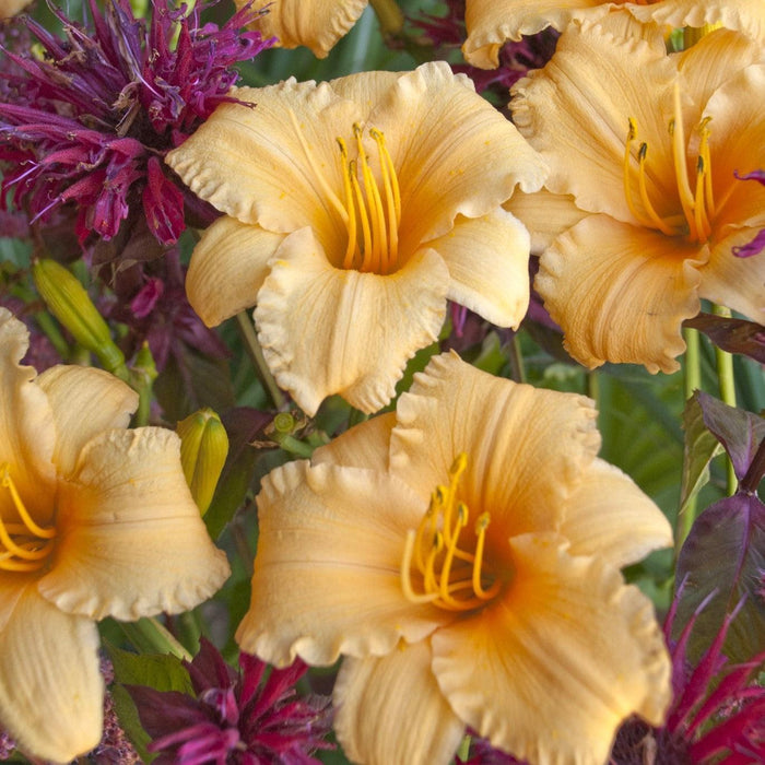 Hemerocallis 'Apricot Sparkles'  - Apricot Sparkles Daylily - Shipped