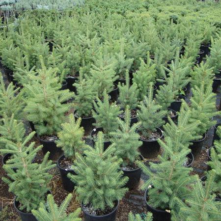 Picea meyeri