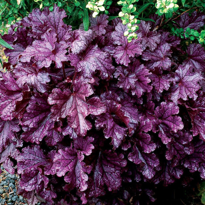 Heuchera x 'TNHEUFP'  - Forever® Purple Coral Bells - Shipped