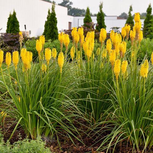 Kniphofia 'Solar Flare'  - PW® Pyromania® Solar Flare Red Hot Poker - Shipped