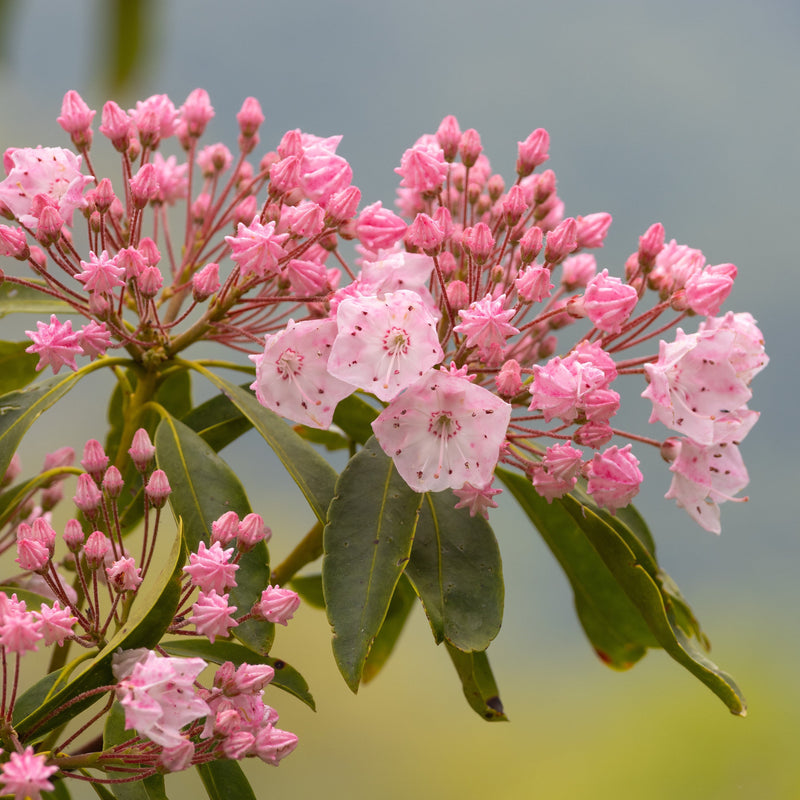 Tinkerbell Mountain Laurel - Shipped