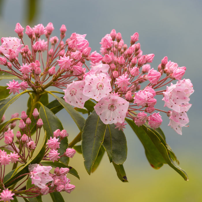 Tinkerbell Mountain Laurel - Shipped